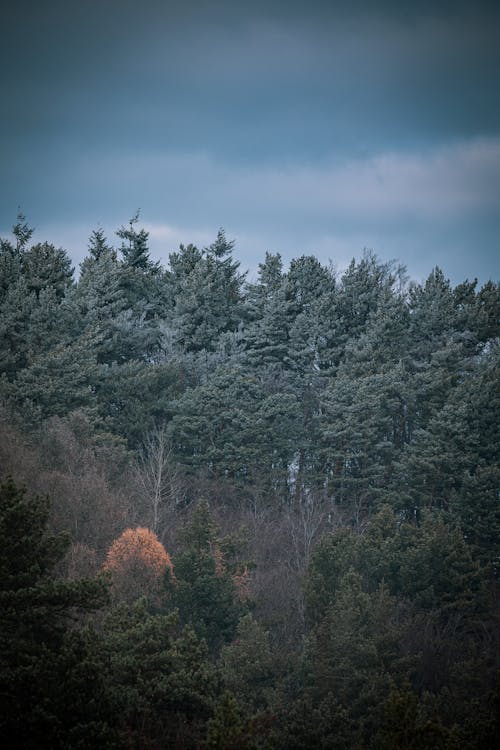 Green Pine Trees Under Blue Sky