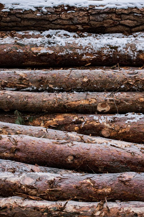 Kostenloses Stock Foto zu baum, borke, holz