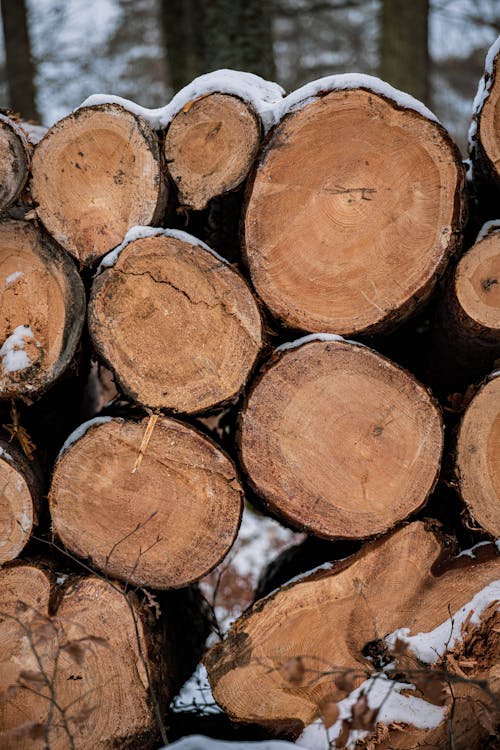 Ücretsiz ağaç gövdeleri, ağaç kütüğü, ağaç kütükleri içeren Ücretsiz stok fotoğraf Stok Fotoğraflar