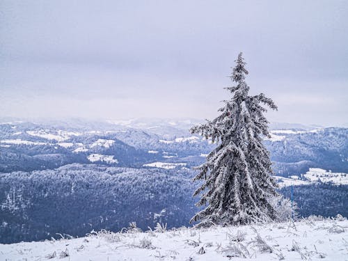 A Pine Tree on a Snow Covered Ground on Mountain