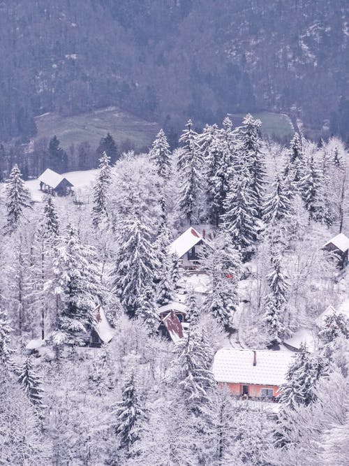 Village in Forest in Winter