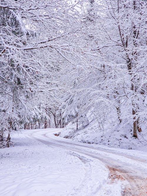 Road in White Forest in Winter