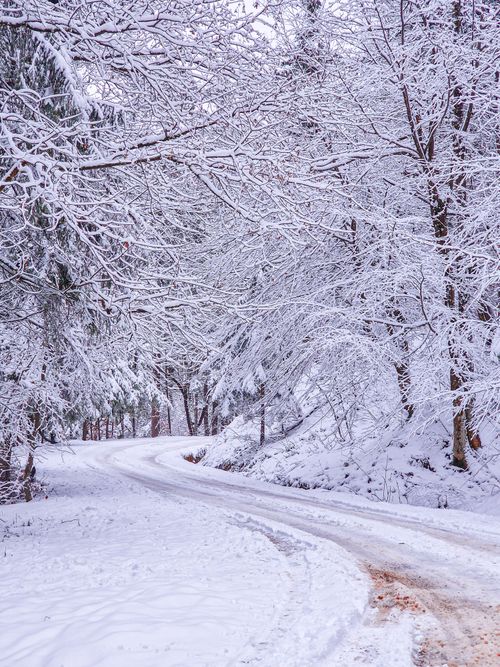 Free A serene winter forest road blanketed by pristine snow, creating a peaceful scenic view. Stock Photo