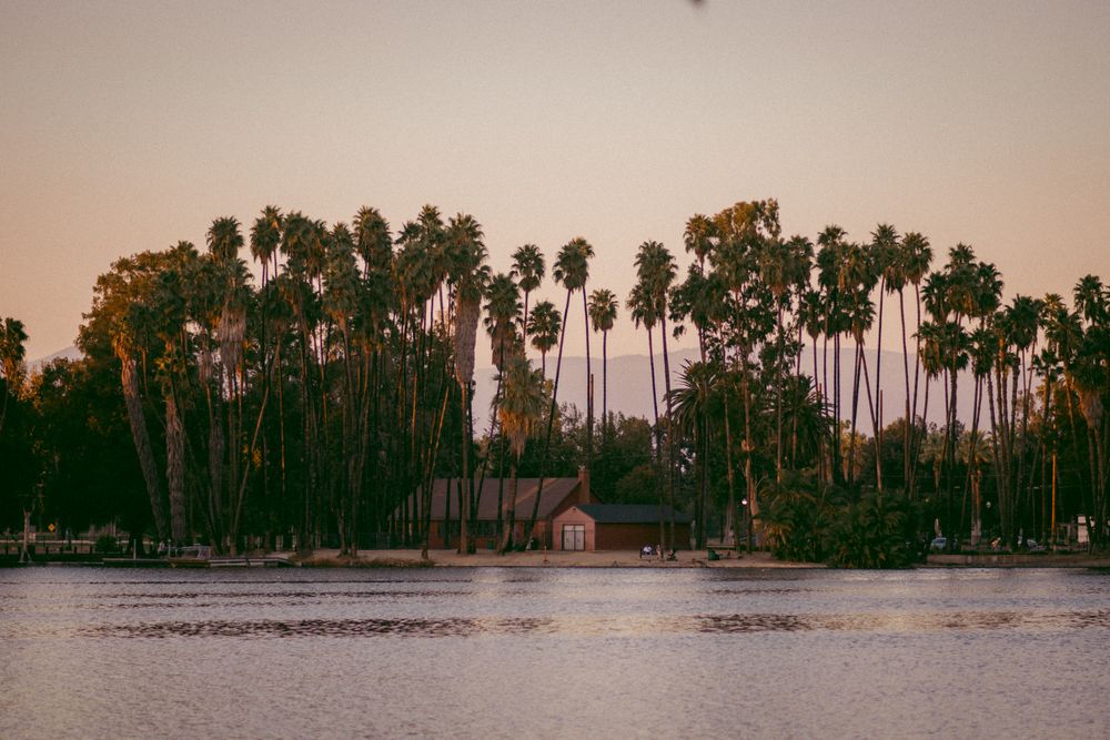 Palm trees at sunset beside the water in Los Angeles