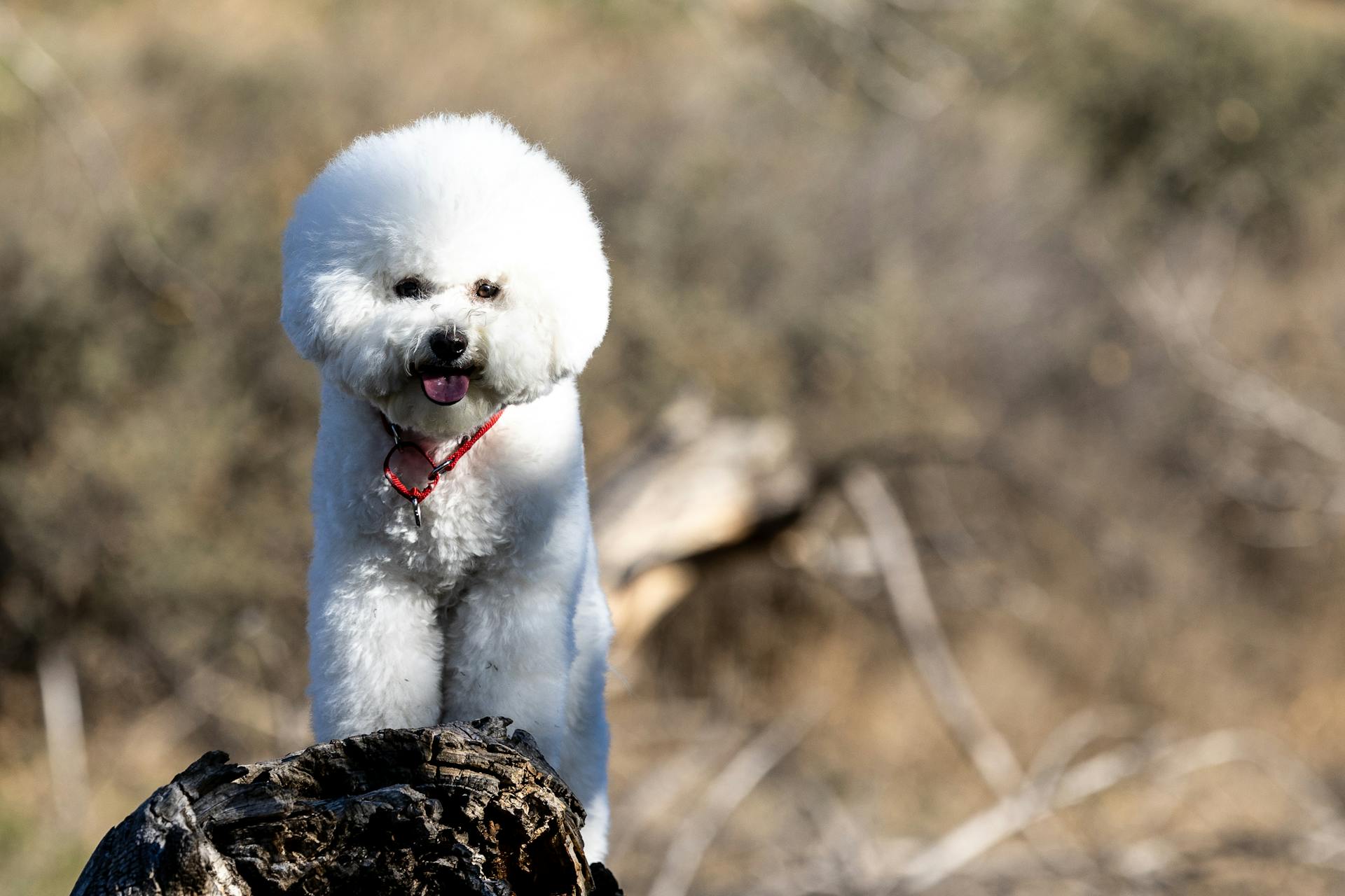 Bichon Frise Dog Sitting on Brown Rock