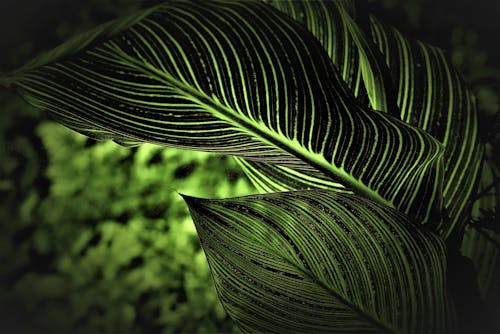 Ondiepe Focusfotografie Van Groene Plantbladeren