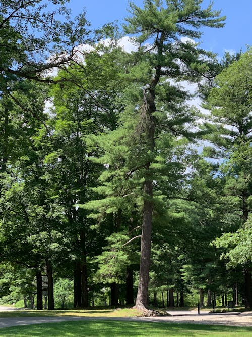 公園, 分支機構, 垂直拍摄 的 免费素材图片