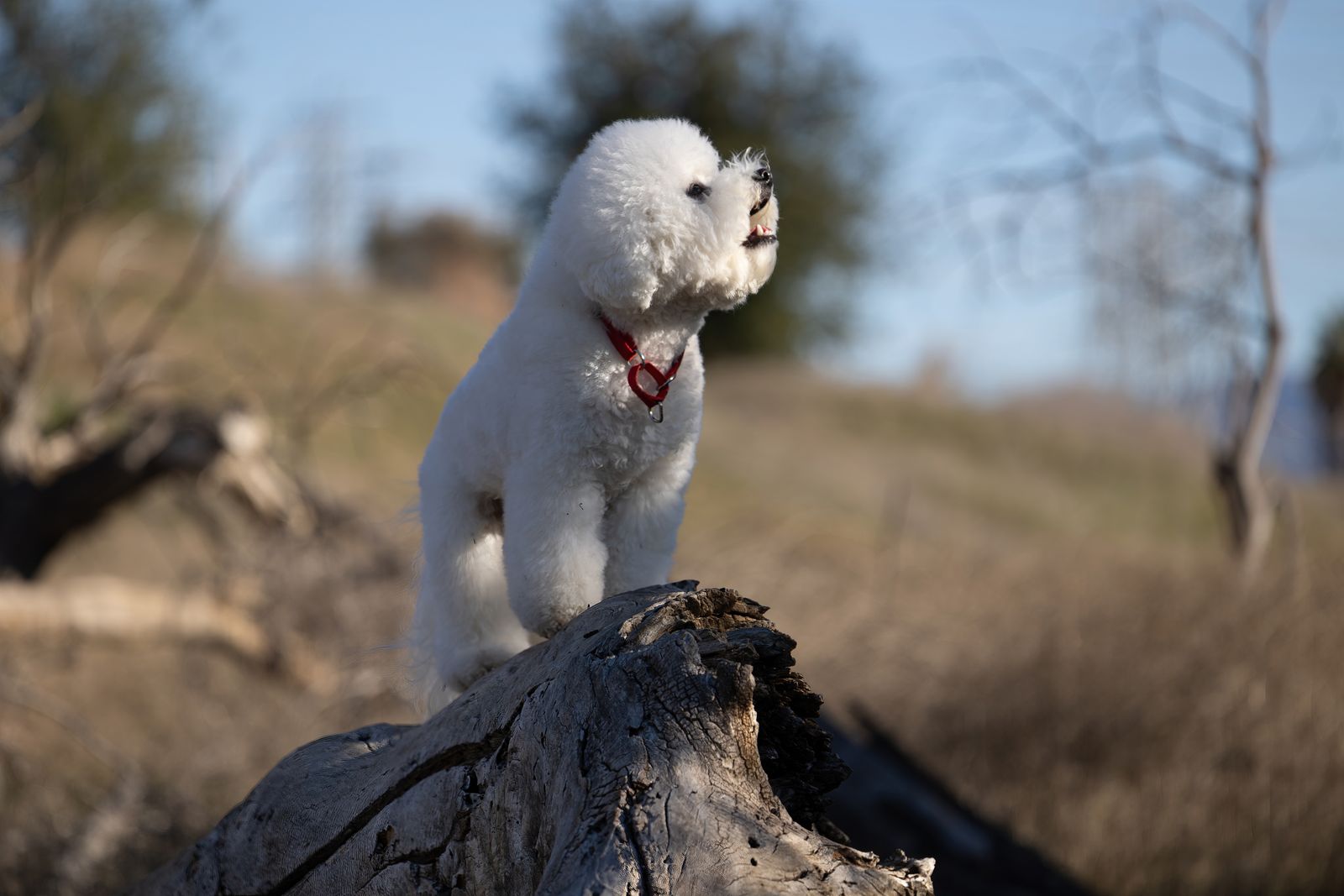 Bichon Frise Weight Management: Simple Habits That Work