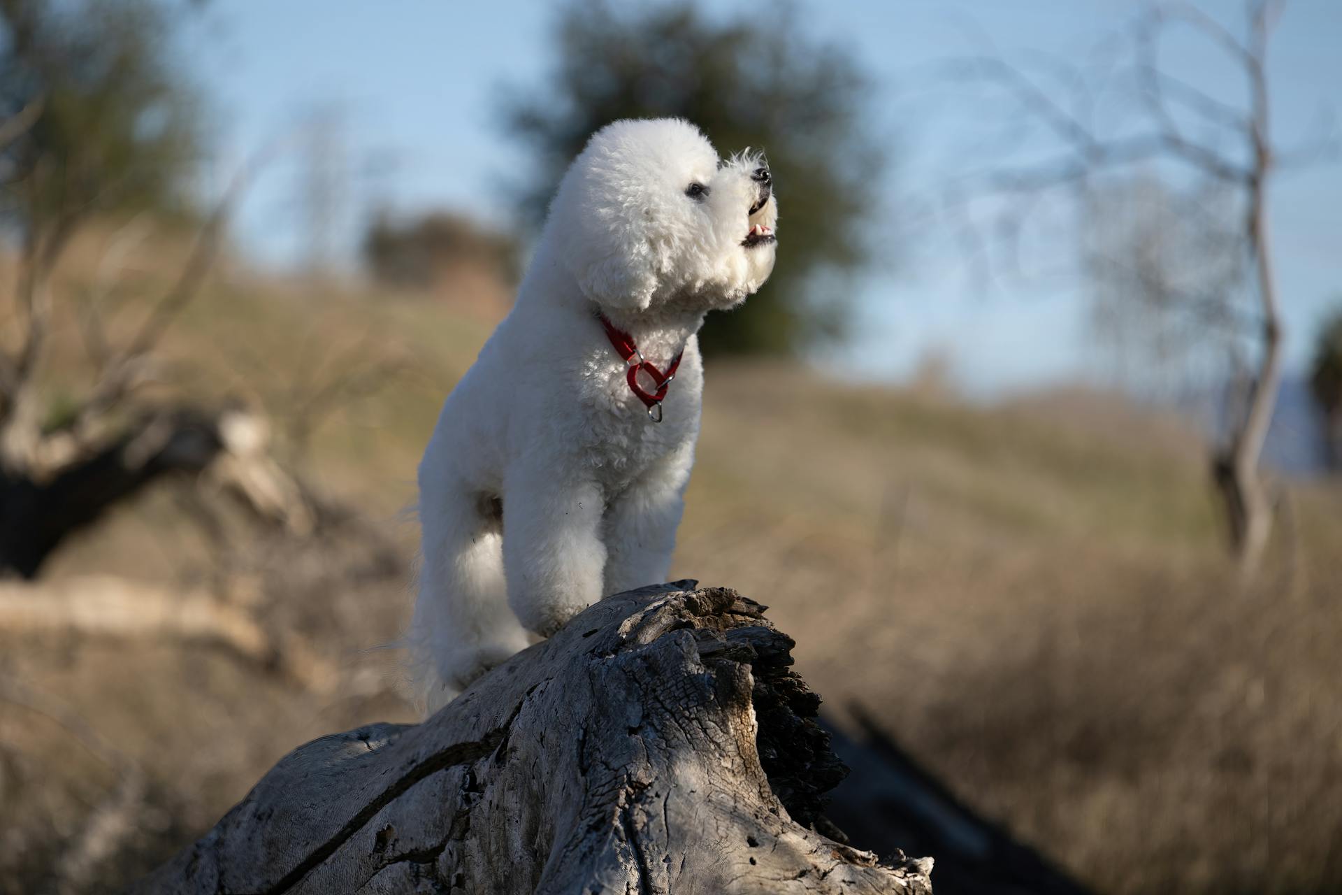 A Bichon Frise on a Log