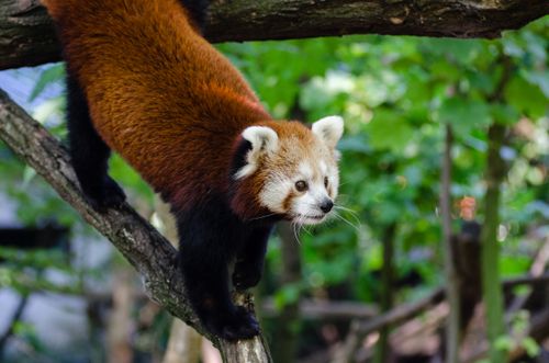 Free Adorable red panda climbing a tree with a lush green background, showcasing wildlife behavior. Stock Photo