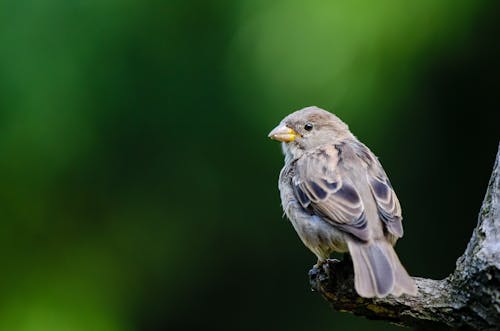 Foto d'estoc gratuïta de animal, au, aviari