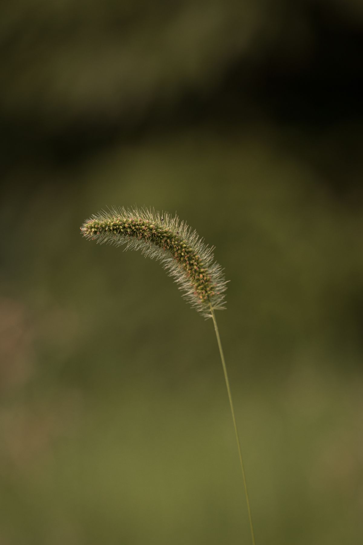 Espiga tipo foxtail en primer plano