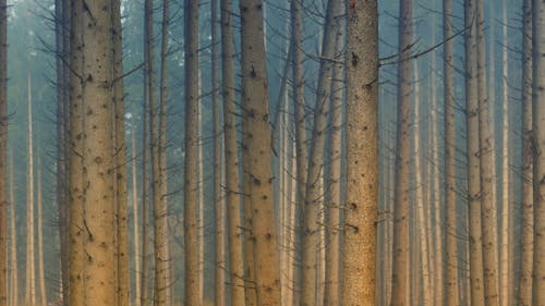 Illustrazione Di Tronchi Di Legno Marrone