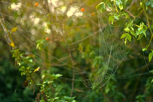 Teia De Aranha Formada Sobre Folhas Verdes