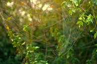 在郁郁葱葱的绿叶间，一张精致的蜘蛛网在阳光下闪闪发光，展示着大自然的艺术