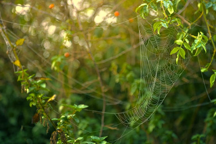 Spider Web Formed On Green Leaves