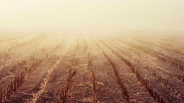 一个宁静的雾蒙蒙的早晨，一排排农作物残茬长在收获过的玉米地上