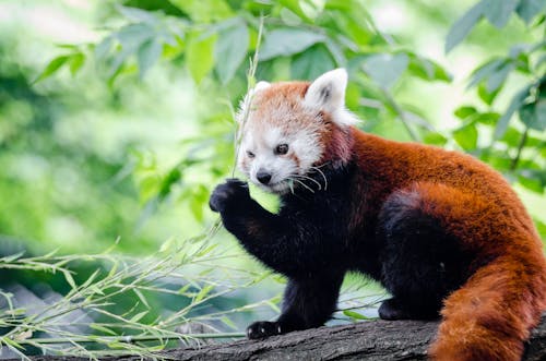 Fotobanka s bezplatnými fotkami na tému divočina, les, panda červená