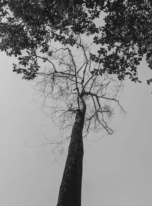 Grayscale Photo of Bare Tree 