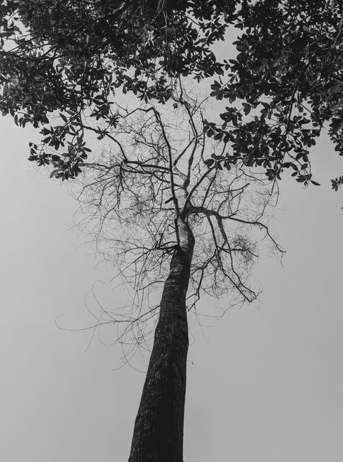Free Grayscale photograph capturing a leafless tree from a low angle, showcasing bare branches against the sky. Stock Photo