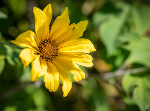 Yellow Flower in Close Up Photography