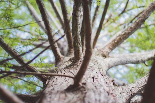 Selektives Fokusfoto Von Brown Tree Trunk Und Zweigen