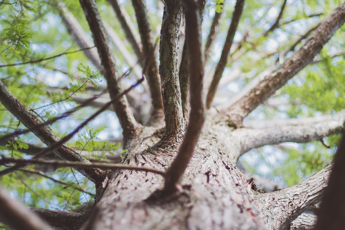 Selective Focus Photo of Brown Tree Trunk and Branches · Free Stock Photo