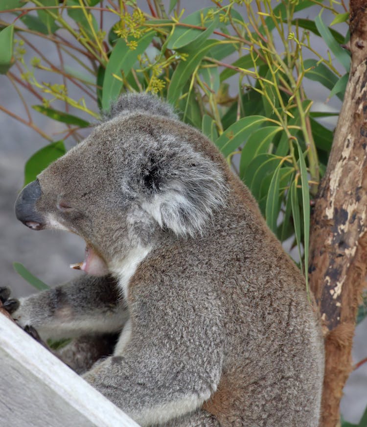 A Koala Sleepy And Yawning