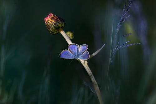 Short-tailed blue Butterfly on the Flower Stem 