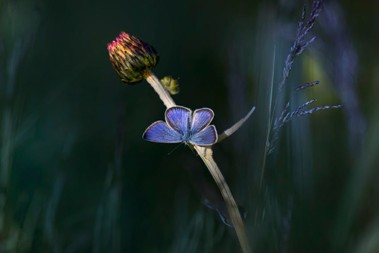 Short-tailed Blue Butterfly On The Flower Stem 