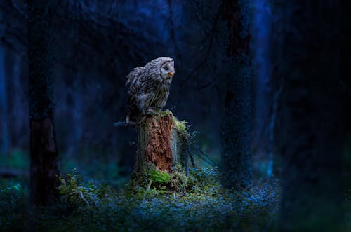 Owl in Forest at Night