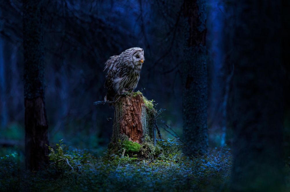 Owl perched in a dark mystical forest