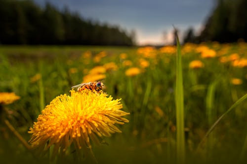 Ilmainen kuvapankkikuva tunnisteilla hyönteinen, kasvikunta, keltainen kukka