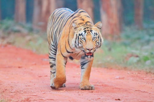 Foto profissional grátis de safári, tigre