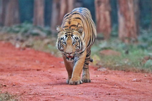 叢林, 虎, 非洲狩獵旅行 的 免费素材图片