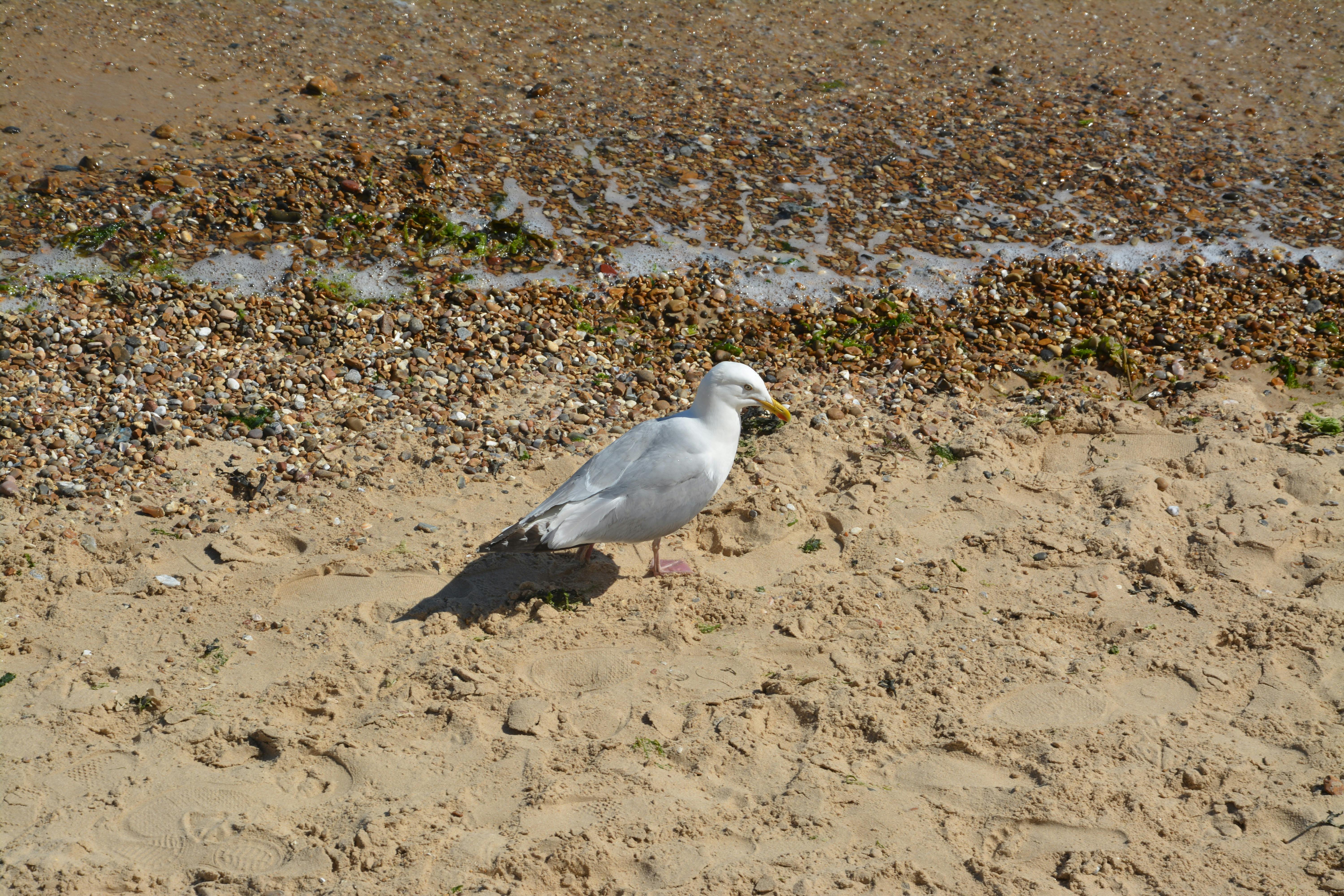 Free stock photo of gull mew sea gull seagull