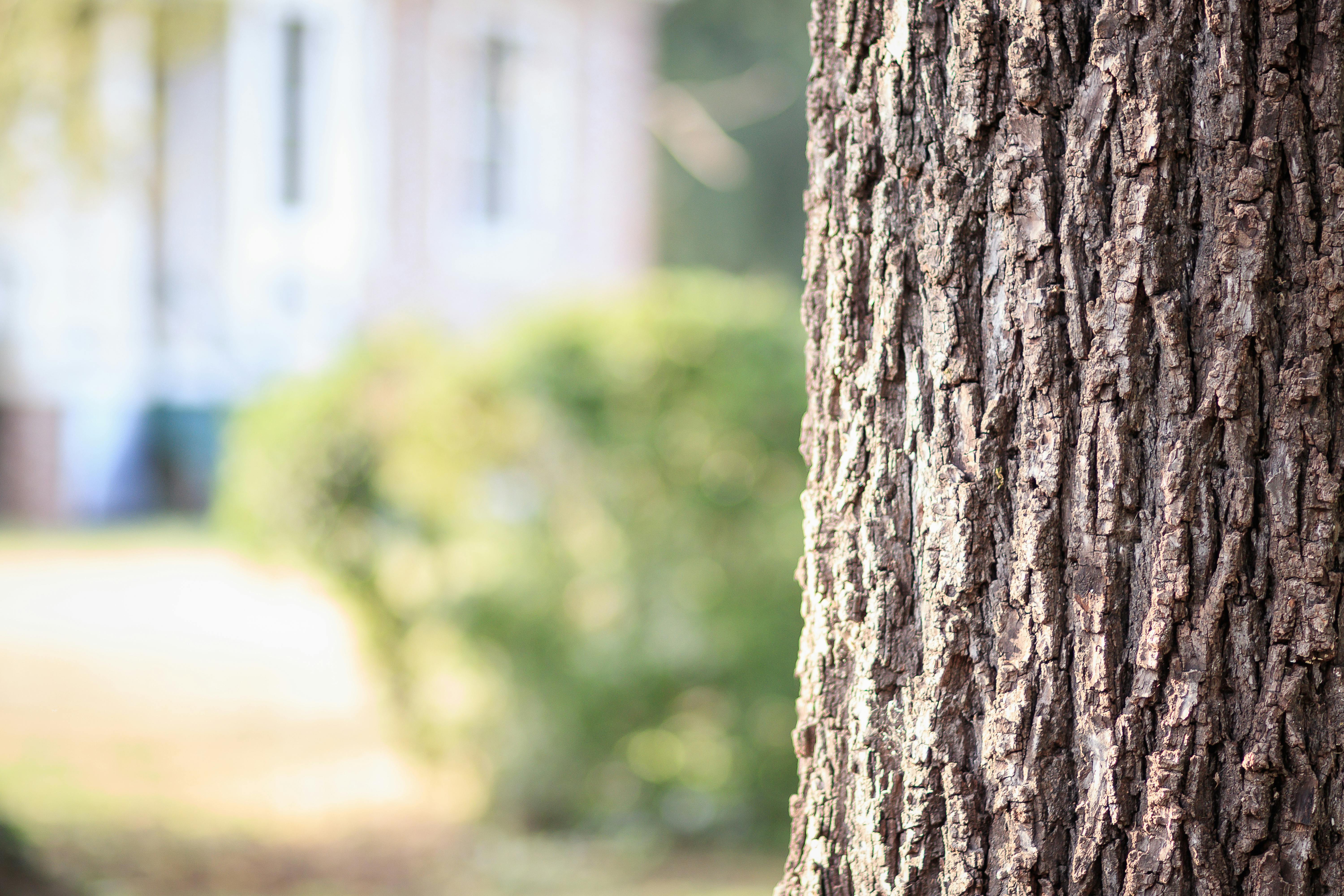 Photo gratuite de arbre, arrière-plan flou, couleurs