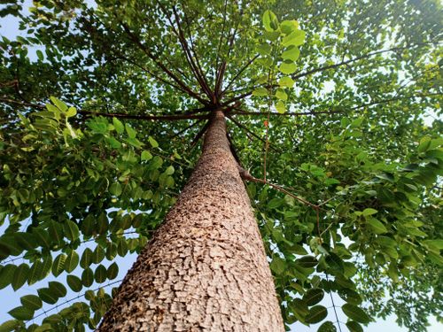 Free A majestic tree view from below showing the detailed bark and lush green leaves under a bright sky. Stock Photo