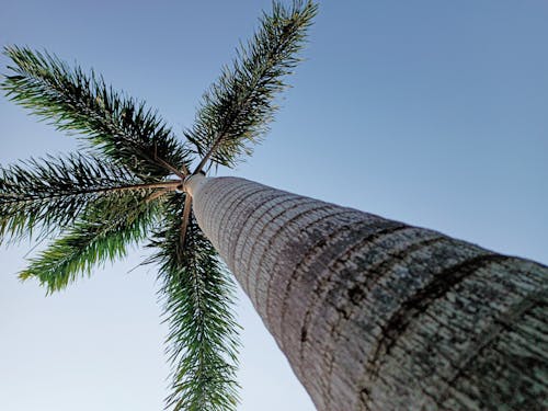 Tall Palm Tree Under Blue Sky