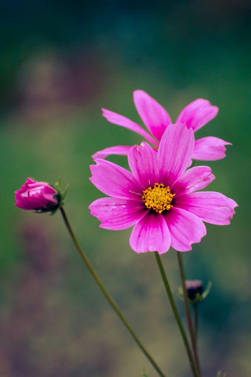Free Beautiful pink cosmos flowers blooming in a garden, showcasing vibrant color and delicate petals. Stock Photo