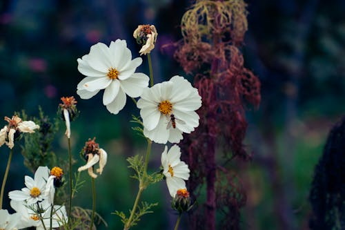 Close Up Photo of White Flowers