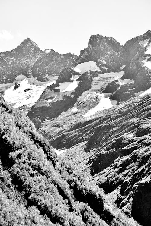 Fotos de stock gratuitas de arboles, blanco y negro, cubierto de nieve