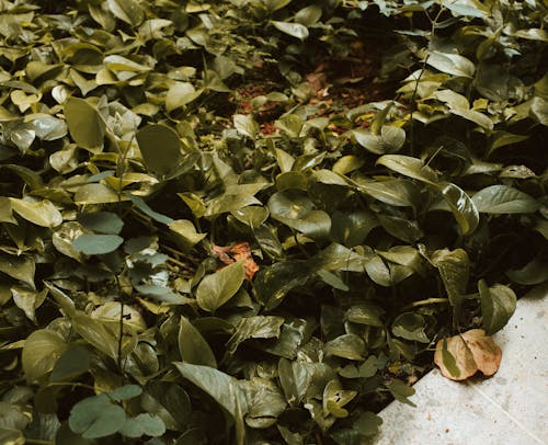 Бесплатное стоковое фото с ботаника, завод, листья