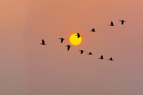 คลังภาพถ่ายฟรี ของ birds_flying, ดวงอาทิตย์, ตะวันลับฟ้า