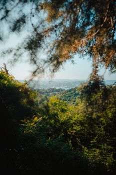 A lush forest with a glimpse of a cityscape in the distance, captured through natural framing.