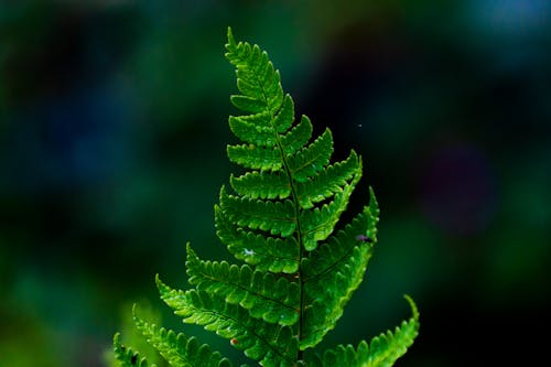 คลังภาพถ่ายฟรี ของ ธรรมชาติที่สวยงาม, พืชเฟิร์น, สีเขียว