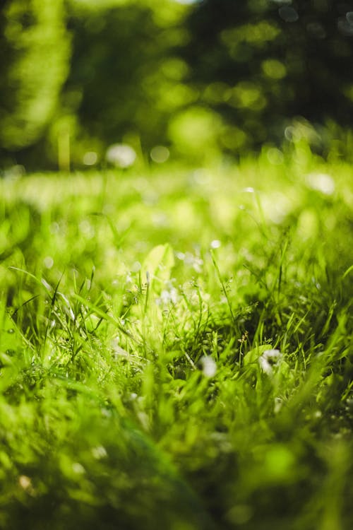 Close-up of Green Grass 