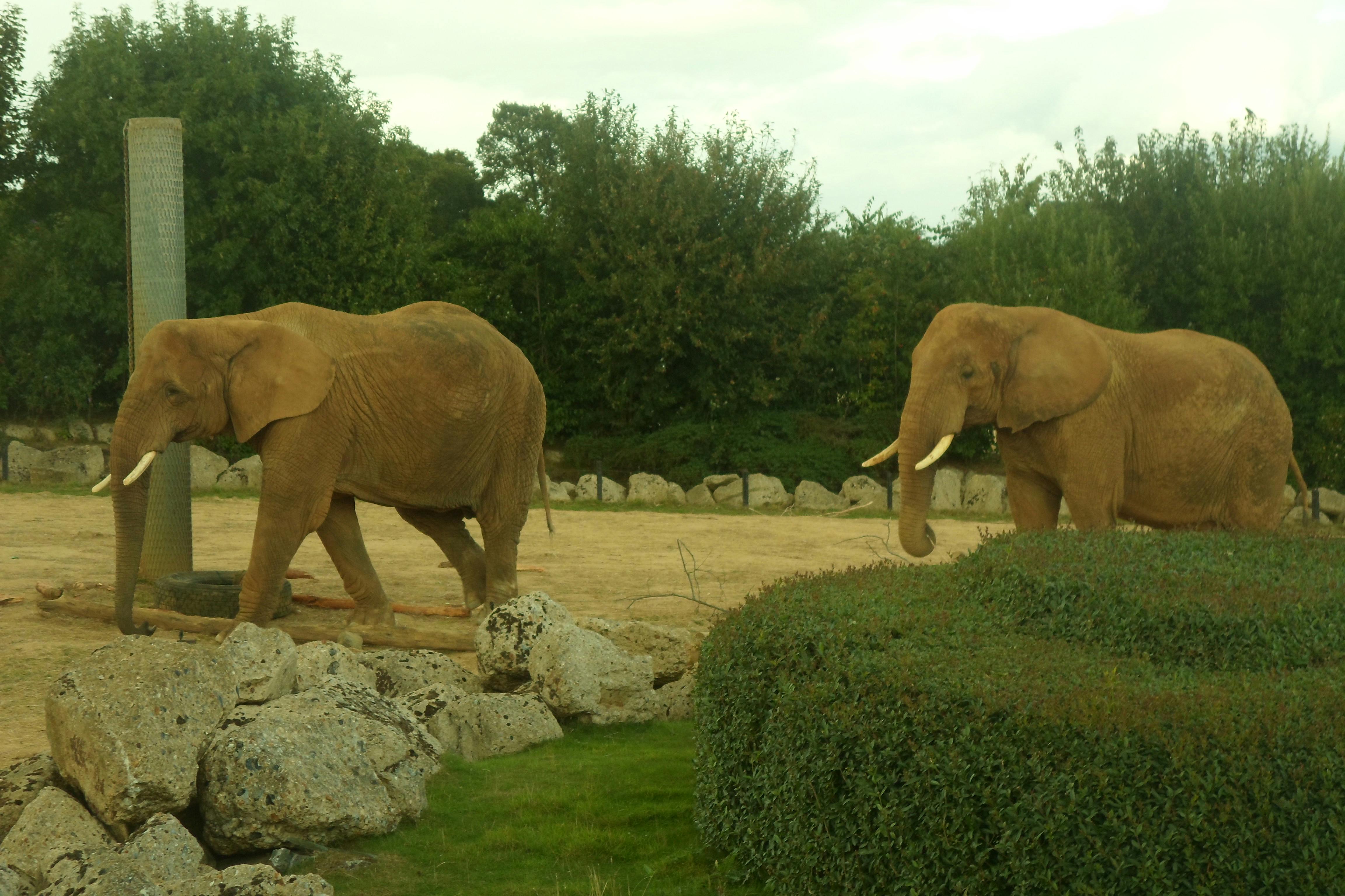 Free stock photo of Colchester Zoo, elephants