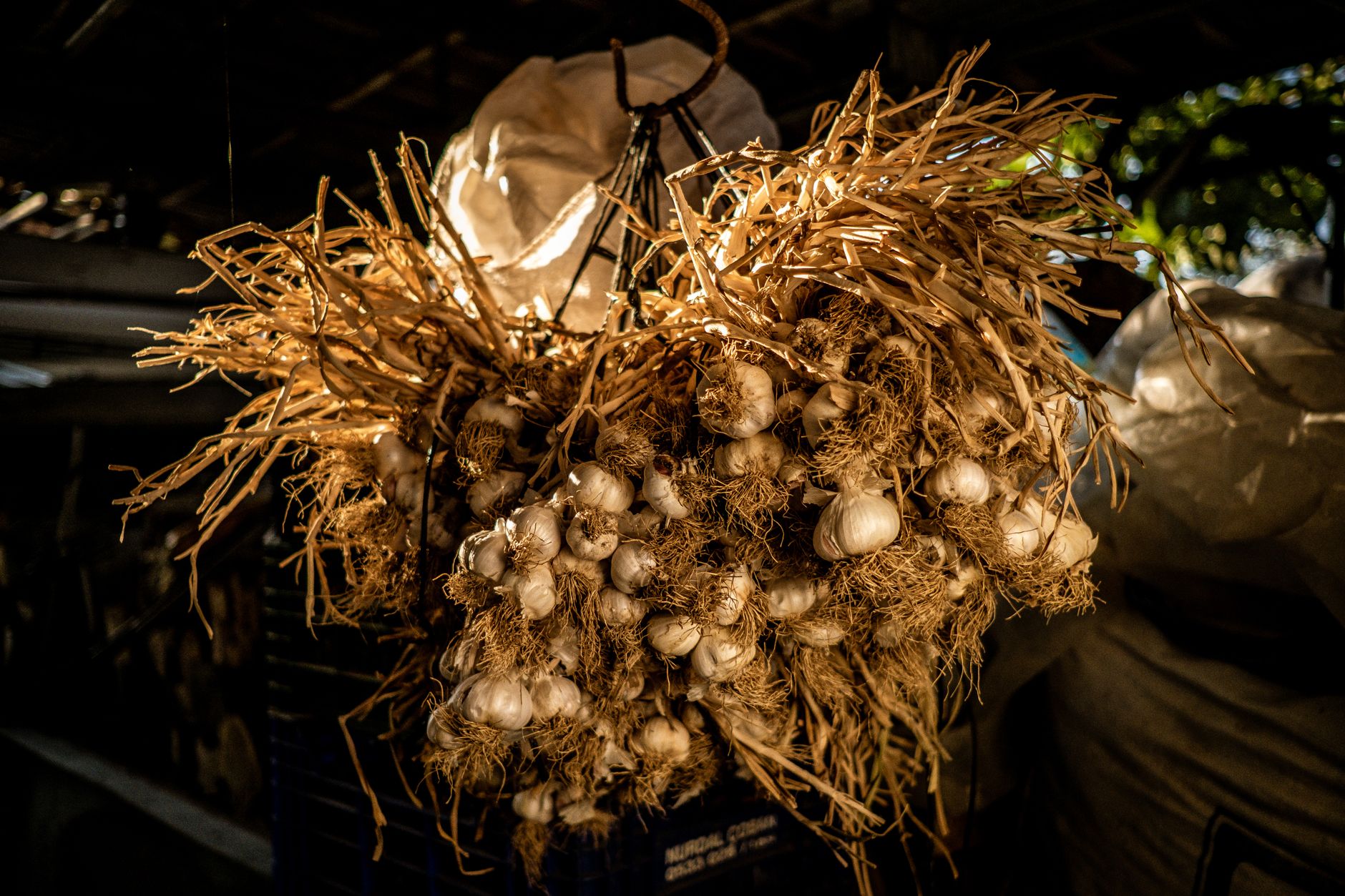 Best Garlic Storage Gadget for Longevity 2026 – My Top 3 Picks