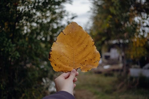 A Person's Hand Holding a Yellow Leaf